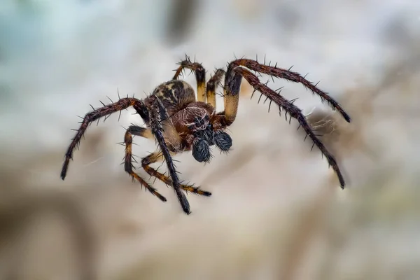 Aranha Fechar Tempo Primavera — Fotografia de Stock