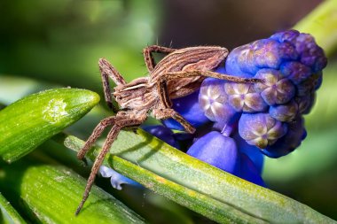 Yırtıcı örümcek yaklaşıyor.