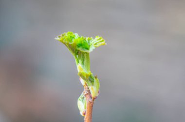 Paskalya mevsimi için taze bahar çiçeği