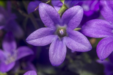 Mor Paskalya çiçeği baharı bahçemde çiçek açıyor.