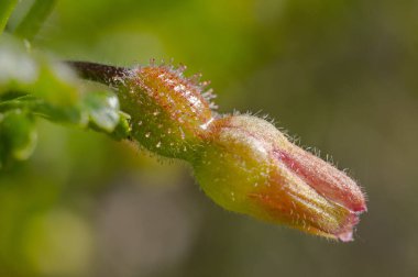 Yaz mevsimi bahçemde bahar çiçekleri