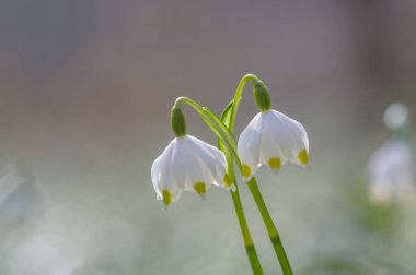 Paskalya mevsimi için taze bahar çiçeği