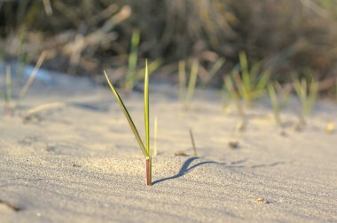Baltic Sea Side Almanya 'da yaz tatili