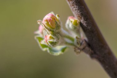 Yaz mevsimi bahçemde bahar çiçekleri