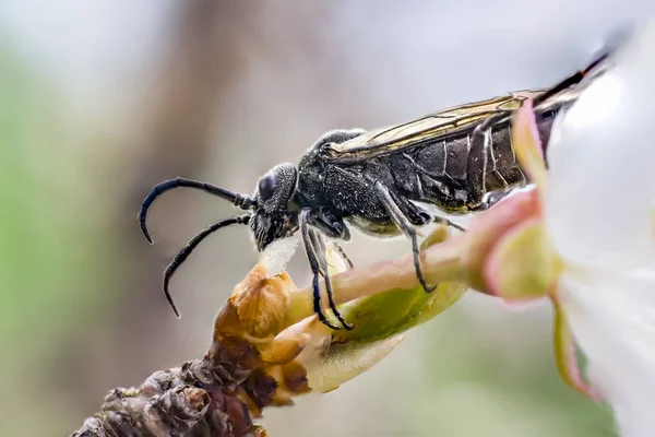 Insecto Mosca Comer Brote Flor Primavera — Foto de Stock