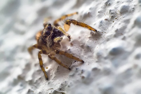 Spider Menutup Pada Saat Musim Semi — Stok Foto