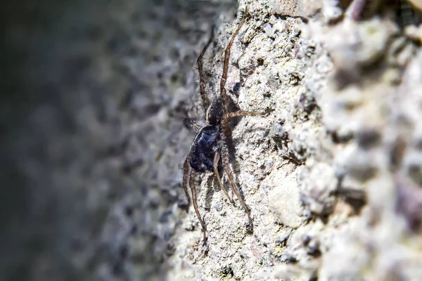 Kurt Örümceği Yaklaş — Stok fotoğraf