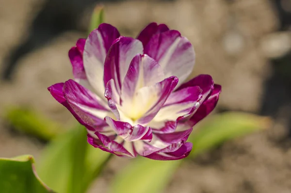 Fleur Printemps Dans Mon Jardin Saison Été — Photo