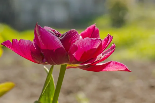 Fleur Printemps Dans Mon Jardin Saison Été — Photo