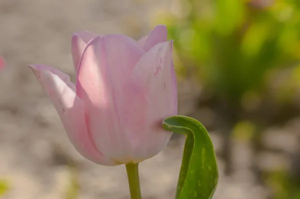 Fleur Printemps Dans Mon Jardin Saison Été — Photo