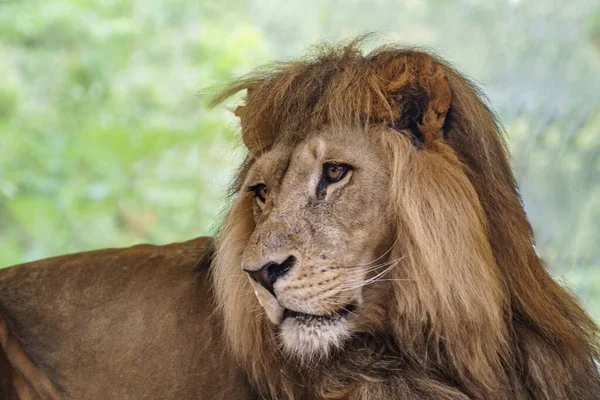 Wilde Leeuw Mannetje Chillen Savanne Zon — Stockfoto