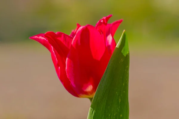 Spring Flower Summer Season Garden — Stock Photo, Image