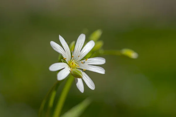 Tavaszi Virág Nyári Szezonban Kert — Stock Fotó