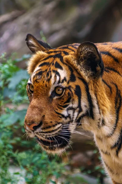 Wilde Tijger Kijken Voor Prooi Groene Jungle — Stockfoto