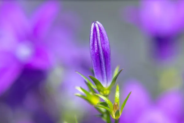 Violet Violet Fleur Pâques Printemps Fleur Dans Mon Jardin — Photo