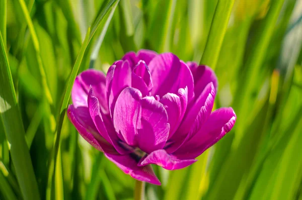 Fleur Printemps Dans Mon Jardin Saison Été — Photo