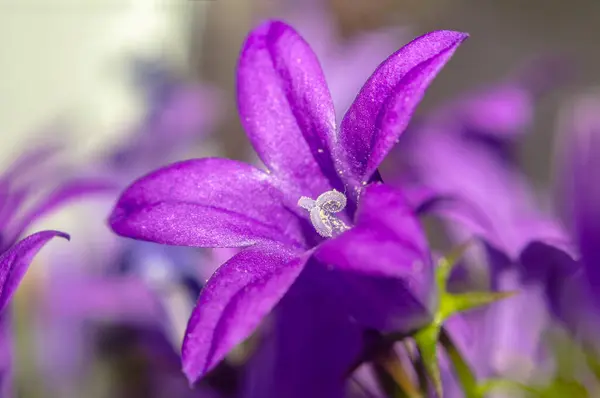 Roxo Violeta Páscoa Flor Primavera Flor Meu Jardim — Fotografia de Stock