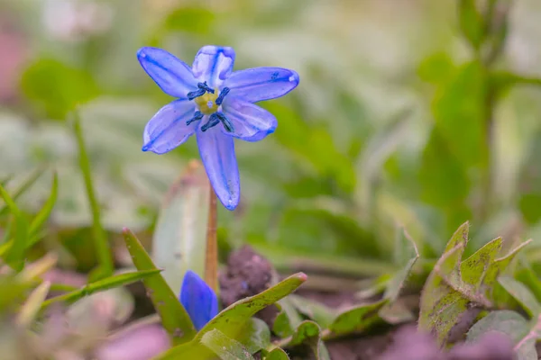 Paskalya Mevsimi Için Taze Bahar Çiçeği — Stok fotoğraf