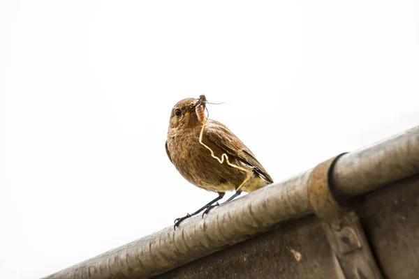 Redstart Femelle Apporte Nourriture Pour Les Jeunes — Photo