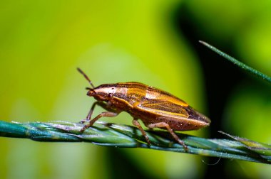Yaz çayırlarında yeşil otların üzerinde küçük bir böcek