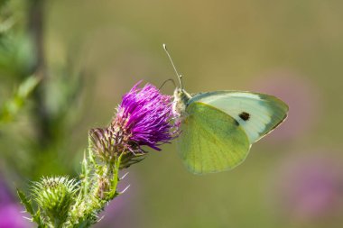 Beyaz Kelebek, doğa koruma alanındaki bir devedikeni çiçeğinin nektarını toplar.