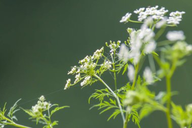 Yeşil yaz çayırlarında otlar