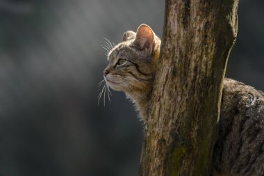 Yeşil mevsim yaprak ormanında vahşi kedi