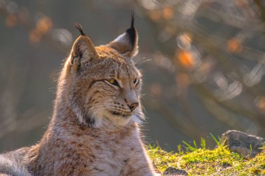 Renkli vahşi ormanda sevimli genç bir vaşak.