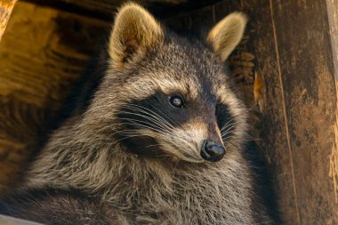 Genç mevsim rakunları yeşil yapraklı ormanlarda saklanır.
