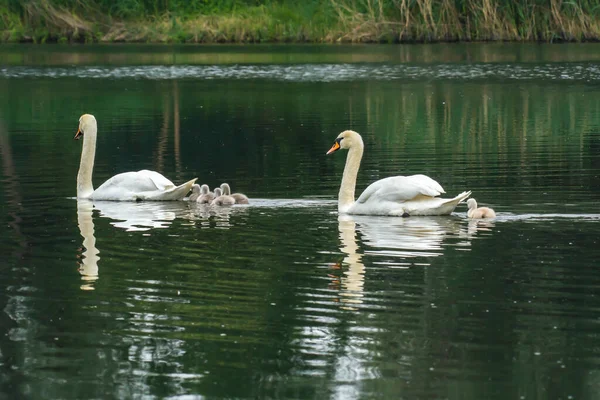 Familia Los Cisnes Lago Reserva Natural — Foto de Stock