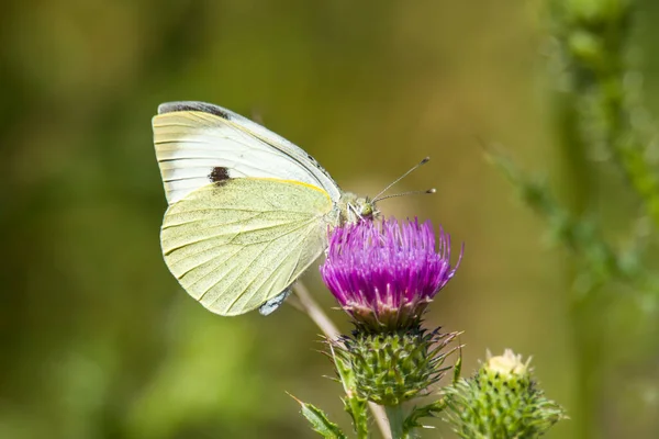 Λευκή Πεταλούδα Συλλέγει Νέκταρ Ένα Λουλούδι Γαϊδουράγκαθο Στην Περιοχή Διατήρησης — Φωτογραφία Αρχείου