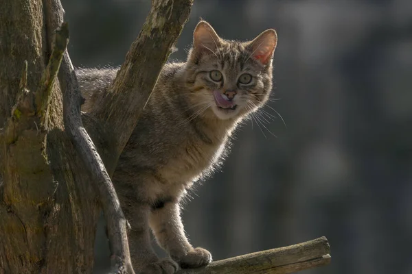 Gatto Selvatico Nella Foresta Foglia Stagione Verde — Foto Stock