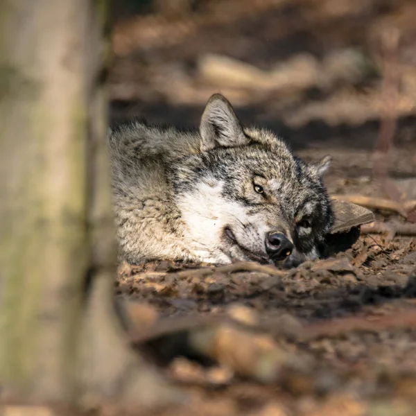 Grauer Wolf Friert Und Versteckt Sich Grünen Laubwald — Stockfoto