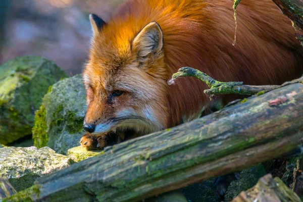 夏の光の中での赤狐狩り — ストック写真