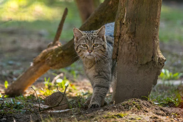 緑の季節の葉の森の中の野生の猫 — ストック写真