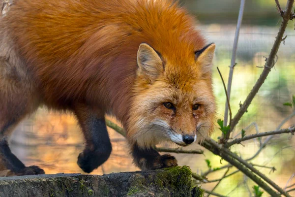 夏の光の中での赤狐狩り — ストック写真