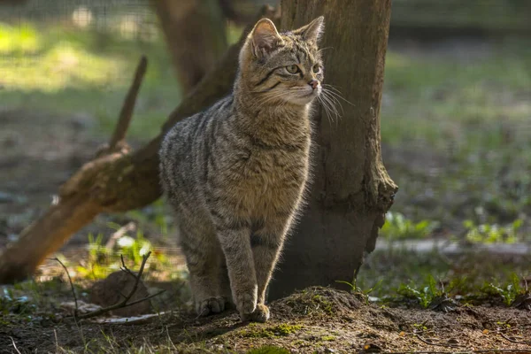 Gatto Selvatico Nella Foresta Foglia Stagione Verde — Foto Stock