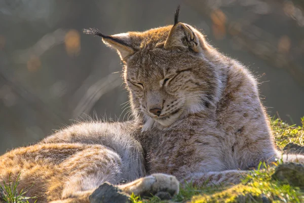 Jeune Lynx Mignon Dans Forêt Sauvage Colorée — Photo