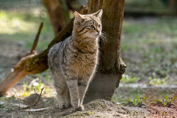 Gatto Selvatico Nella Foresta Foglia Stagione Verde — Foto Stock