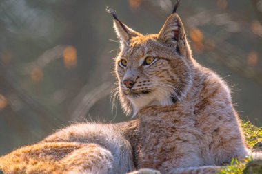 Renkli vahşi ormanda sevimli genç bir vaşak.