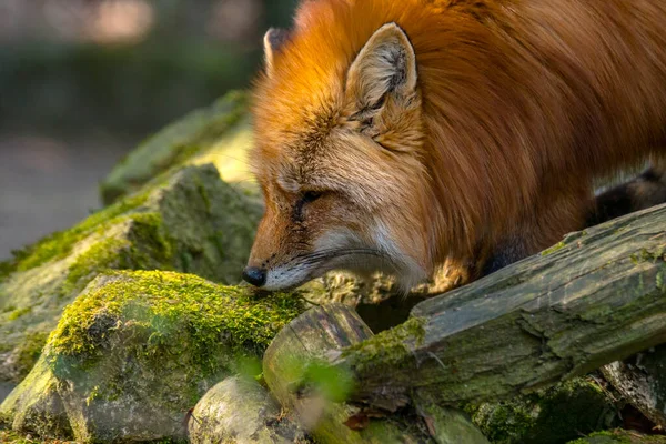 夏の光の中での赤狐狩り — ストック写真