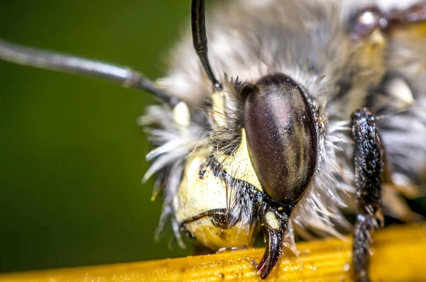 Mała Mokra Pszczoła Ratunku Wyschnięcia Przyrodzie — Zdjęcie stockowe