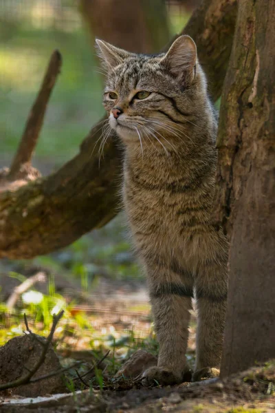 Gatto Selvatico Nella Foresta Foglia Stagione Verde — Foto Stock