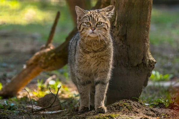 Gato Salvaje Bosque Hojas Temporada Verde —  Fotos de Stock