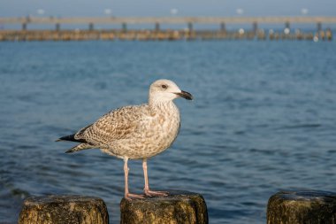 Baltık Sahilinde bir sahnede martı