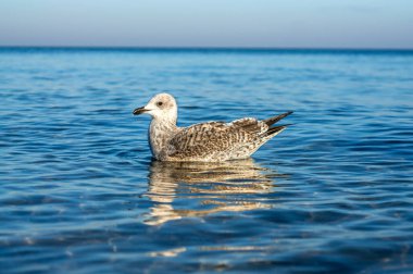 Baltık Sahilinde bir sahnede martı