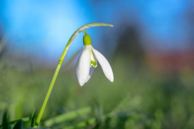 Mevsim bahçemde kar damlası çiçeği