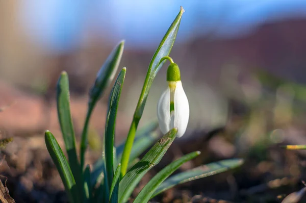 Snow Drop Flower Season Garden — Stock Photo, Image