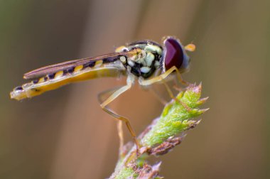 Devedikeni üzerinde uçan sinek