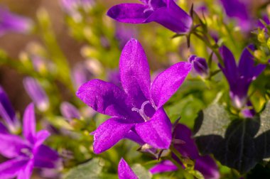 Mor Paskalya çiçeği baharı bahçemde çiçek açıyor.